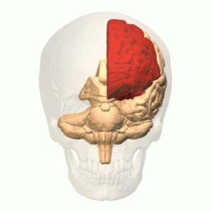 Aivot oikea aivopuolisko poistettuna. Punaisella merkitty vasen otsalohko. Kuvalhde: Wikipedia