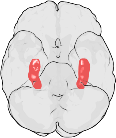 Hippokampus sijaitsee molempien korvien luona. Kuvalähde: Wikipedia